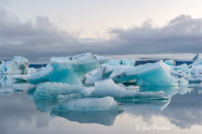 Arctic Tern and Icebergs