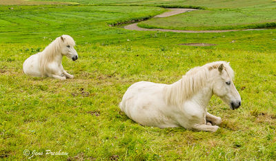 Horses