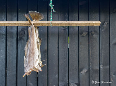 Wind Dried Fish