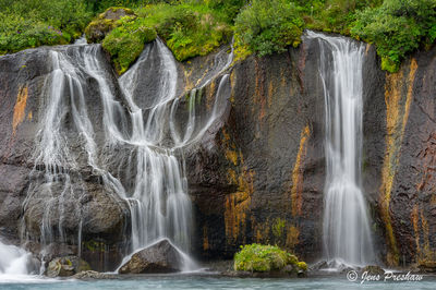 Hraunfossar - Purple and Yellow Flowers