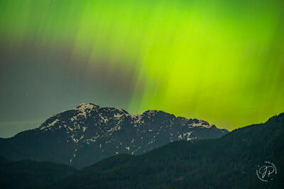 Green Golden Ears 