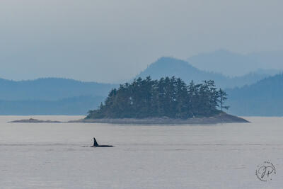 Blackfish Island