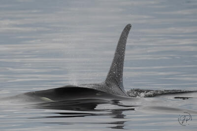 Killer Whale Bow Wave