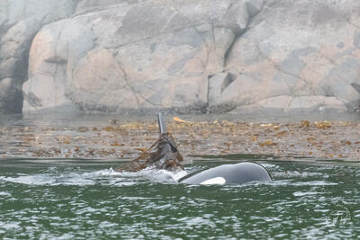 Killer Whale and Bull Kelp