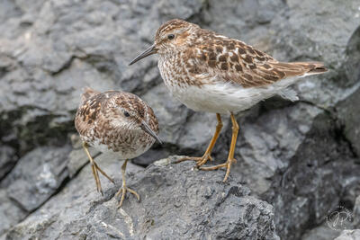 Least Sandpiper