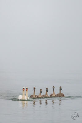 The Group of Seven
