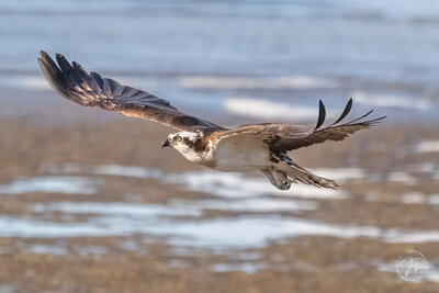 Gathering Nesting Material