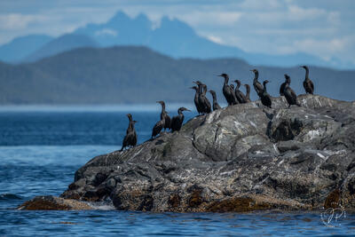 Pelagic Cormorants and Coastal Mountains