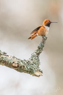 Rufous Hummingbird
