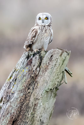 Male Short-eared Owl 
