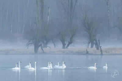 Trumpeter Swans