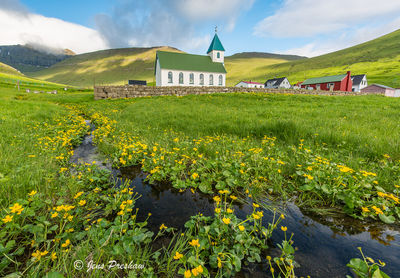 Marsh Marigold and Church