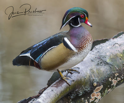 Wood Duck