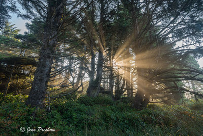Morning Mist
