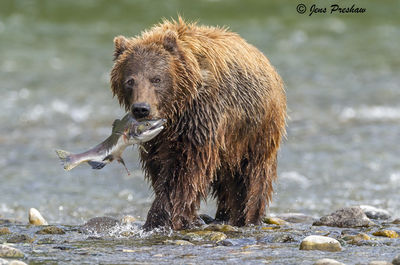 Fresh Pink Salmon