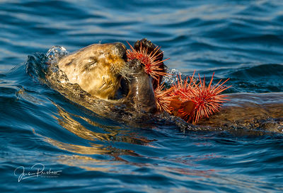 Sea Otter Eating Purple Sea Urchins