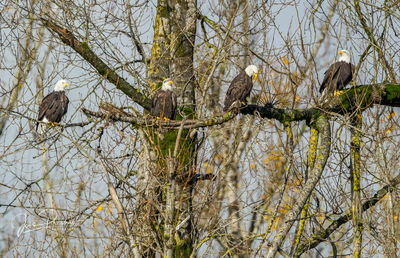 Four Bald Eagles