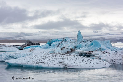 Arctic Terns Resting on an Iceberg