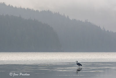 Pacific Great Blue Heron