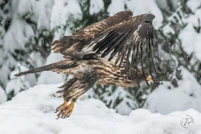 Bald Eagle in the Snow