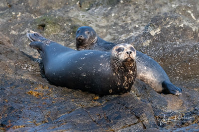 Harbour Seals Haulout