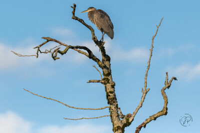 Heron Perched at the Top of a Tree