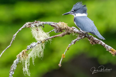Belted Kingfisher