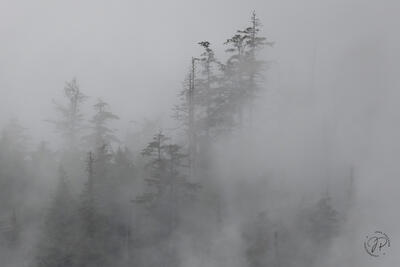 Early Morning Fog