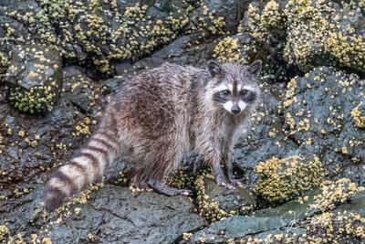 Raccoon