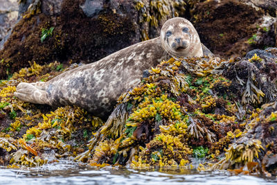 Harbour Seal and Rockweed