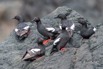 Pigeon Guillemots - Eye Contact