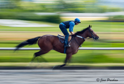 The Thoroughbred
