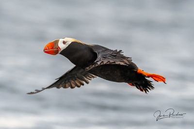Tufted Puffin
