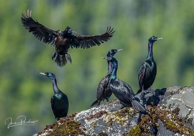 Pelagic Cormorants