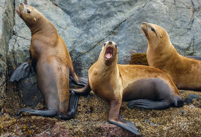 Steller Sea Lions