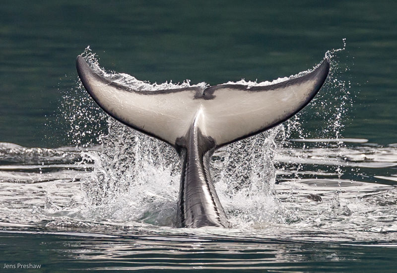 Orca Tail Flukes Vancouver Island, British Columbia Jens Preshaw