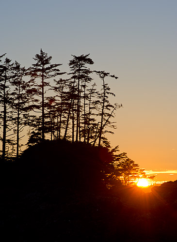 Trees and sunset in Pacific Rim National Park.