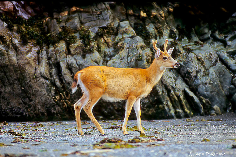 A Sitka Black-Tailed deer feeds on sea kelp at low tide.&nbsp;