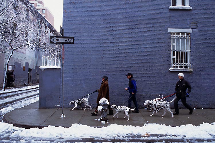 Dalmations Being Walked On A Winter Day In New York