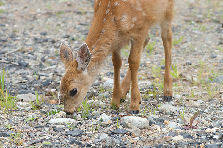 Fawn Grazes On Grass In Pacific Rim National Park Reserve
