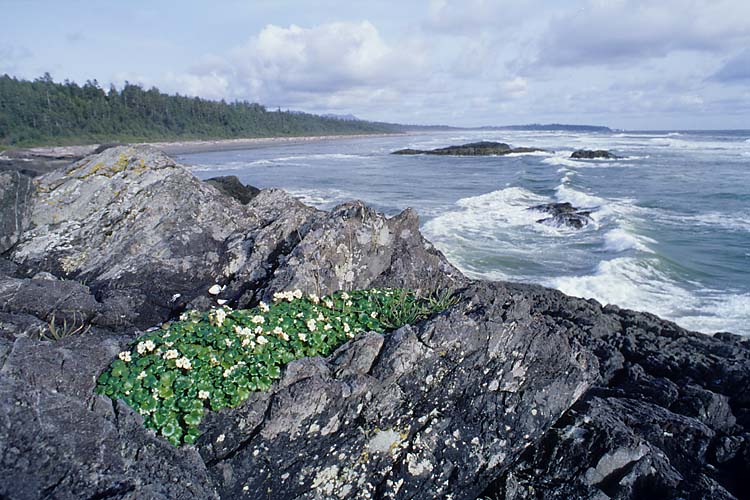 Flowers In Pacific Rim National Park, Vancouver Island, British Columbia, Canada