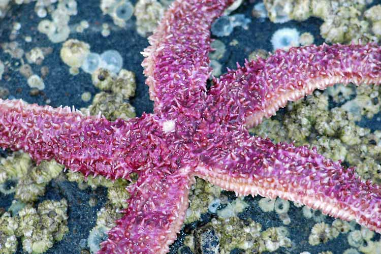 Painted Sea Star,Pacific Northwest,Broken Group Islands,Pacific Rim National Park,Vancouver Island. British Columbia,Pacific...
