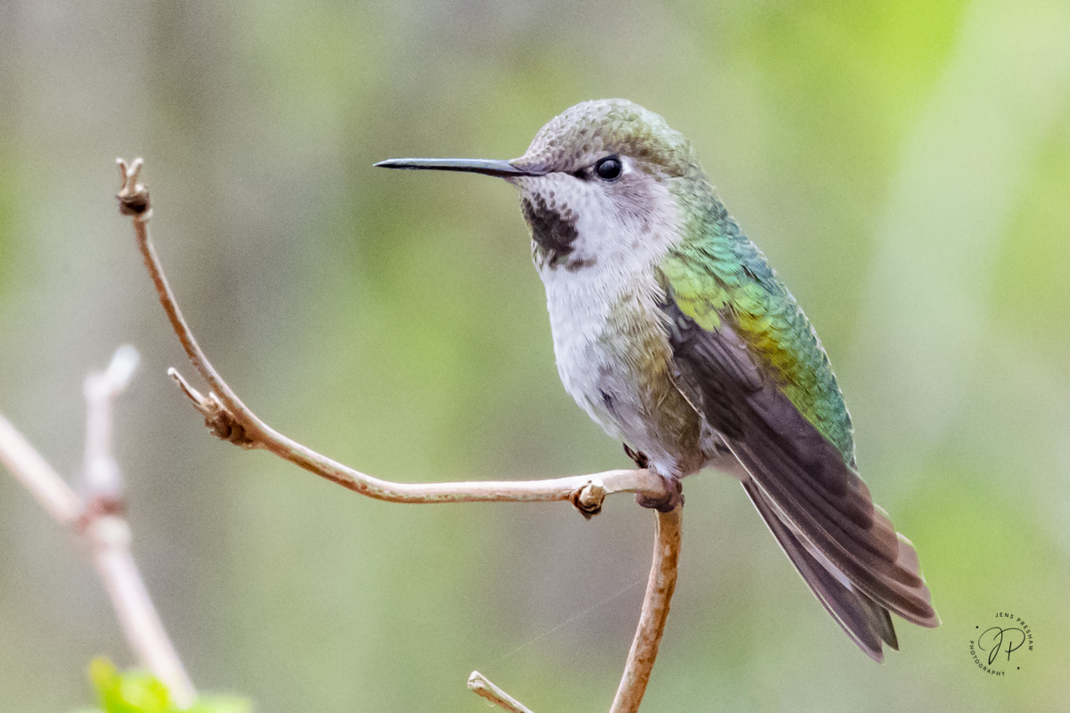 The Anna's Hummingbird ( Calypte anna ) consumes more insects than any other North America hummingbird. They are a blur of motion...