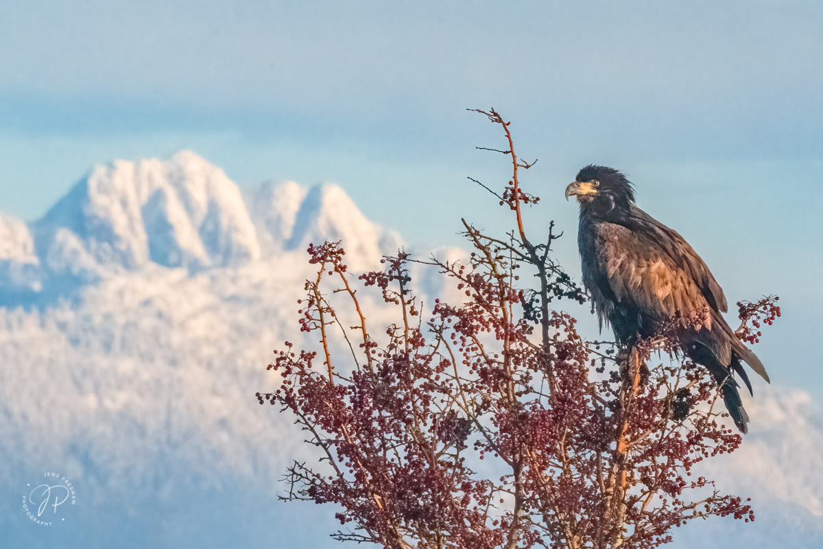 I tried positioning the Bald Eagle ( Haliaeetus leucocephalus ) on the left and Cathedral Mountain ( 1737 m ) in the background...