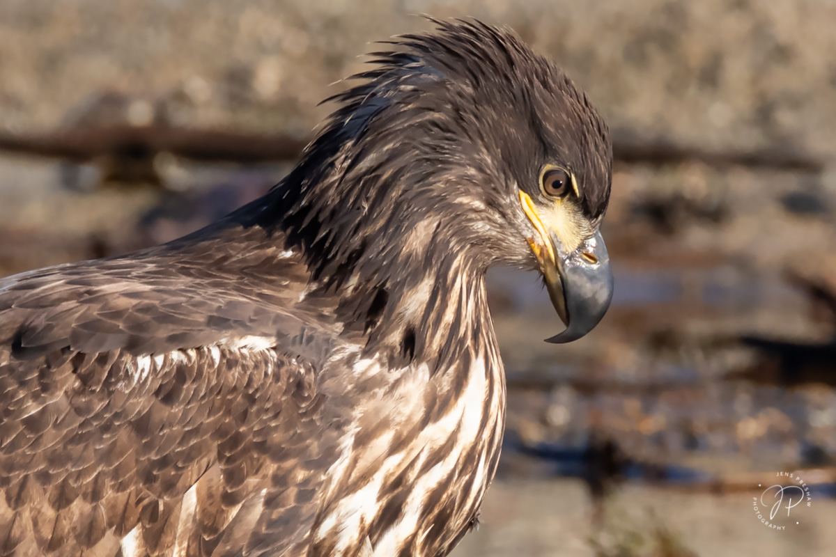 A juvenile Bald Eagle ( Haliaeetus leucocephalus ) at sunrise.