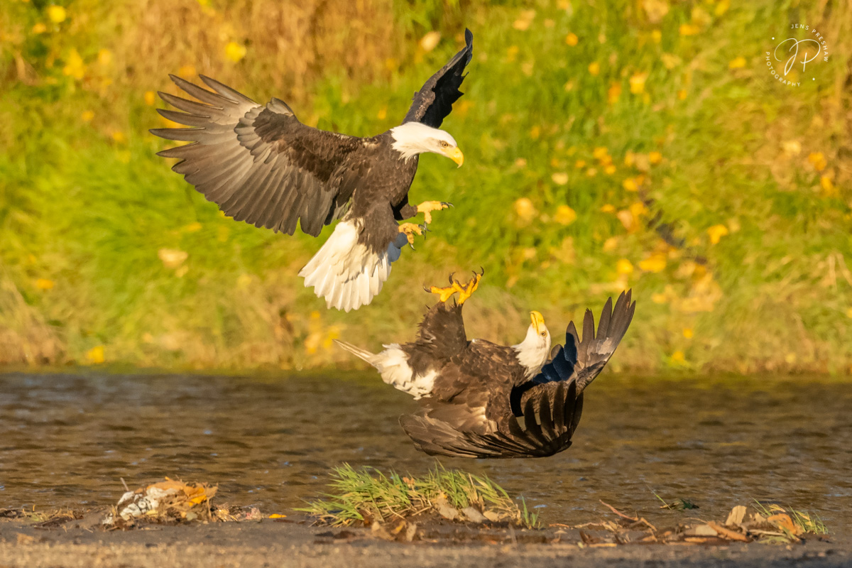One adult Bald Eagle ( Haliaeetus leucocephalus ) was feeding on a salmon carcass when another one flew in and they had this...