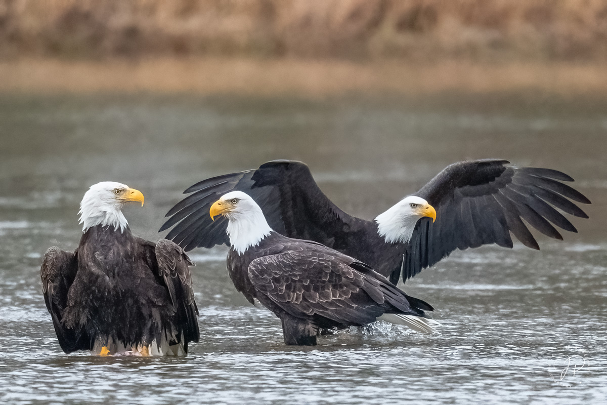 Three adult bald eagles ( Haliaeetus leucocephalus ) feed on salmon carcasses.