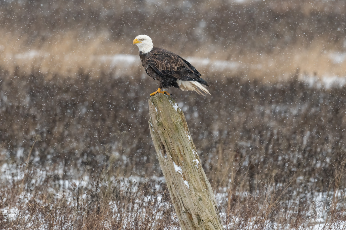 A Bald Eagle ( Haliaeetus leucocephalus ) tries to balance itself on a snowy and windy day.