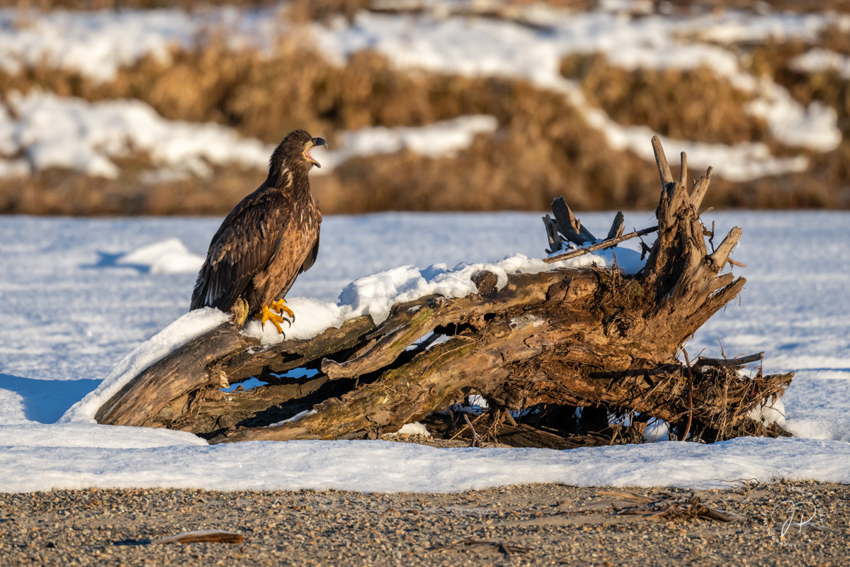 In the Winter, on a clear day, there is this golden sidelight at sunrise. I like this photo of a Juvenile Bald Eagle ( Haliaeetus...