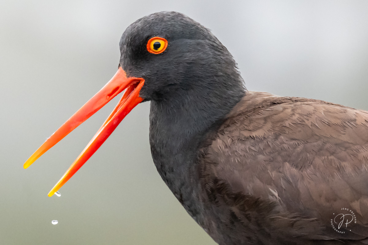 This Black Oystercatcher ( Haematopus bachmani ) had water dripping from its orange bill. I've noticed when photographing Black...